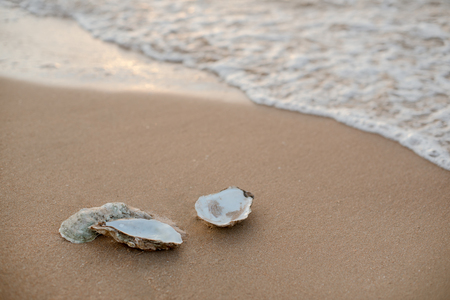 Picturesque oyster shells in the soft sunset light on the surf line with sand on the sea beach, as a concept of summer holidays, sea resort, spa.の写真素材