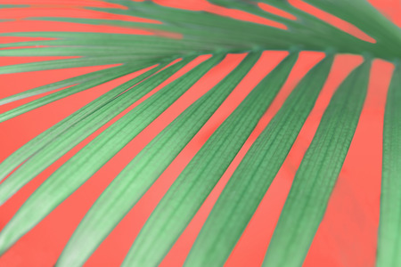 Beautiful green palm branches illuminated by the sun.