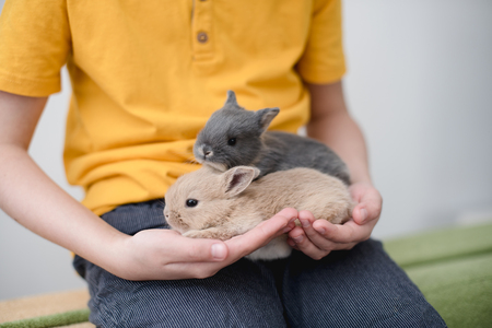 Two bunny babies in the hands of the boy.の写真素材