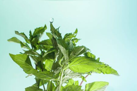 Green fresh leaves of mint with drops of water.の写真素材