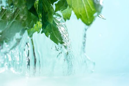 Water jets flowing from the green fresh leaves of mint.の写真素材