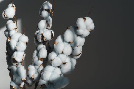 A bouquet of cotton on a wooden table.の写真素材