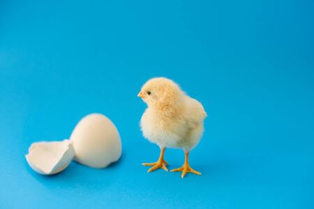 Newborn yellow chicken and broken eggs.の写真素材
