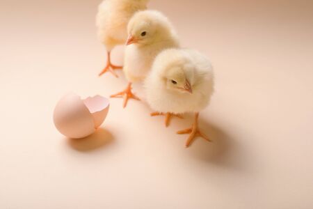 Image of three newborn fluffy fledgling chicken next to the eggshell.