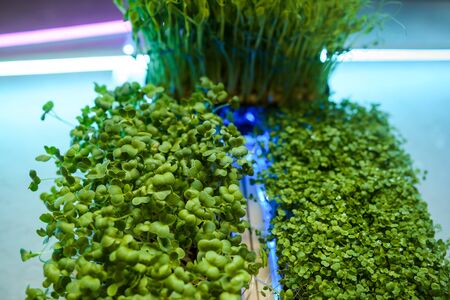 Fresh juicy green microgreens grow in trays.の写真素材