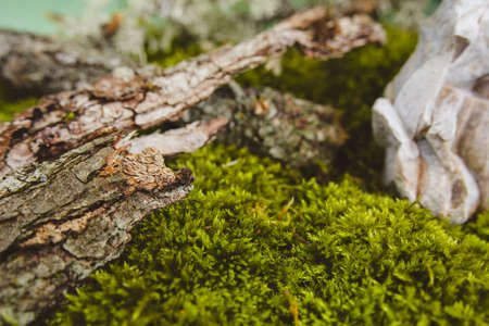 Background from live green moss, tree bark, dry leaves, copy space.の写真素材