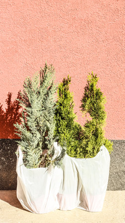 Saplings of young trees are prepared for planting in the garden. Seedlings of thuja and conifers....