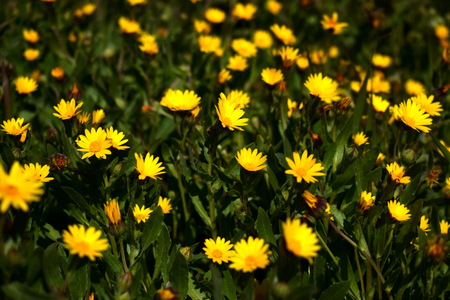 many yellow flowersの写真素材