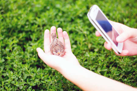 The young bird of the sparrow chicks yellow beak in female hands on a background of green grassの写真素材