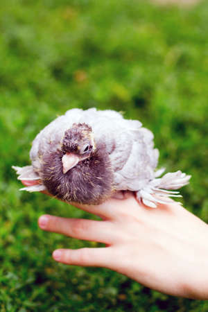 Dove chick on hand against the background of grassの写真素材