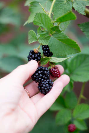 Harvest blackberries on the palm in the garden. Soft focus.の写真素材
