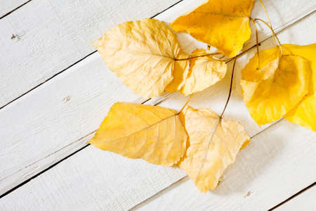 Autumn leaves on a white wooden backgroundの写真素材