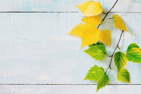Autumn birch leaf on a blue wooden backgroundの写真素材