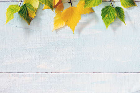 Autumn birch leaf on a blue wooden backgroundの写真素材