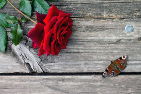 Red rose and butterfly on an old wooden tableの写真素材