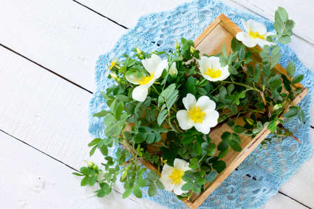 Blossoming branch of wild rose with green leaves on a white background wooden.の写真素材