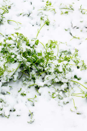 Parsley leaves under the first snow in the garden. Selective focus.の写真素材