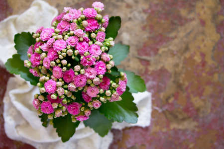 Kalanchoe flowering pink bouquet top view, space for text.の写真素材