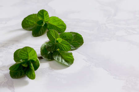 Green fresh mint on a gray stone background, selective focus. Space for your text.の写真素材