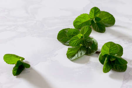 Green fresh mint on a gray stone background, selective focus. Space for your text.の写真素材