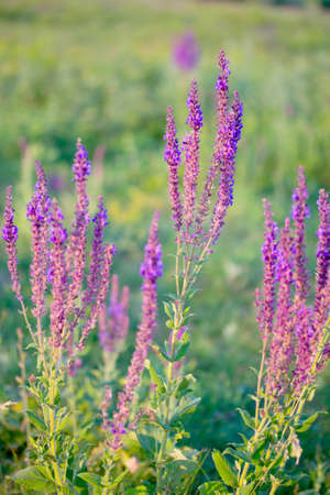 Summer meadow purple lavender flowers in the sunset, selective focus.の写真素材
