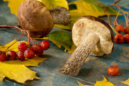 Mushroom brown cap boletus, autumn leaves and hawthorn berries. Autumn background.の写真素材