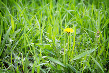 Blooming dandelion in bright green grass spring background. Green grass background texture....
