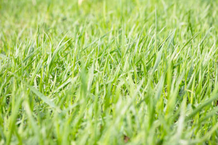 Bright green grass background spring. Green grass background texture. Selective focus.の写真素材