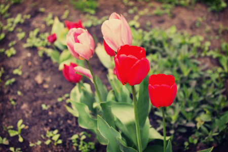 Two flowers of pink and red tulips blooming in spring garden. Toned image.の写真素材