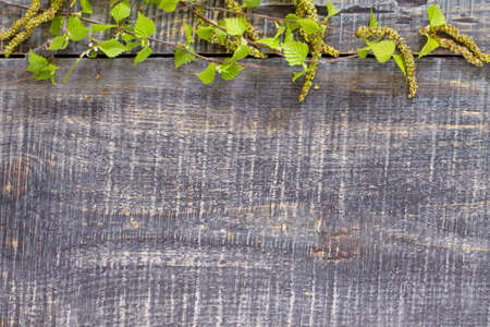 Flowering birch tree branch on a wooden background, room for text.の写真素材