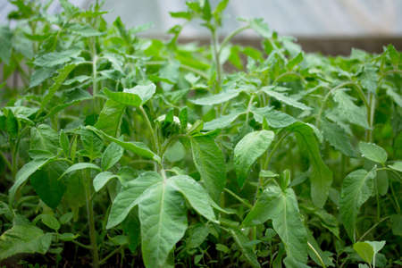Young fresh seedling in the greenhouse to the open air. Tomatoes plantation. In the greenhouse...