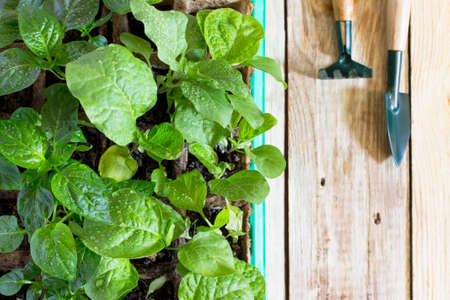 Young fresh seedling stands in container and garden tools on a wooden table. Growing seedlings in the greenhouse. Top view.の写真素材