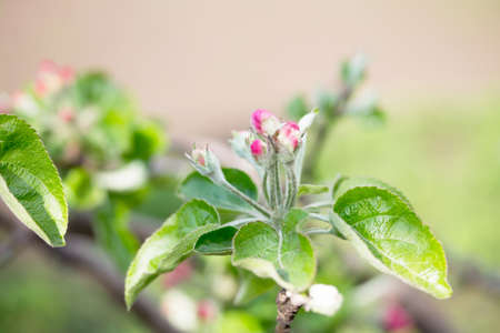 Blooming apple tree in the background of nature. Spring flowers. Spring background.の写真素材