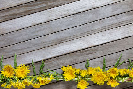 Spring background. Wreath of dandelion fresh flowers on a wooden background. Copy space.の写真素材