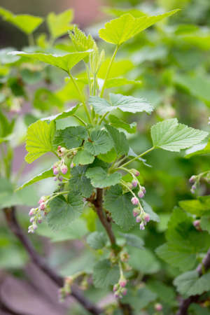 Bushes of a flowering currant in the open air grow close up in the garden on the chernozem....