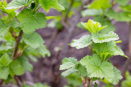 Bushes of a flowering currant in the open air grow close up in the garden on the chernozem....