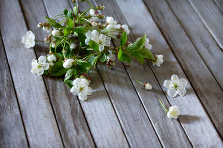 Spring background. Beautiful fresh white flowers of cherry tree on a wooden background. Spring flower apple tree. Copy space.の写真素材