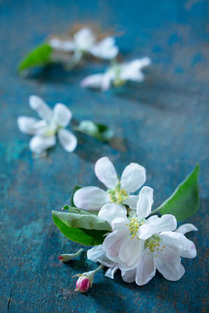 Spring background. Beautiful fresh white flowers of apple tree on blue vintage wooden background.の写真素材