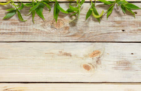 Flowering branch of a willow tree on a wooden background, space for text.