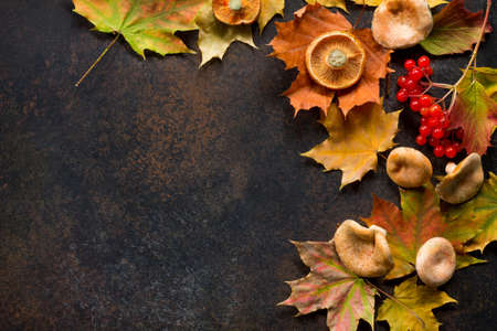 Autumn background with autumn maple branches with red and orange leaves, berries and mushrooms on a rusty stone or slate background. Top view with copy space. Autumn motive.の写真素材