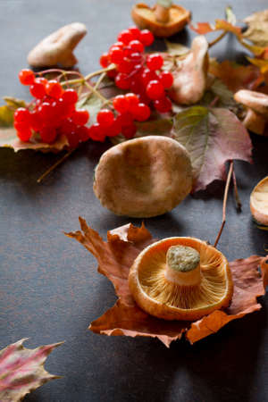 Autumn background with autumn maple branches with red and orange leaves, berries and mushrooms on a rusty stone or slate background. Autumn motive.の写真素材