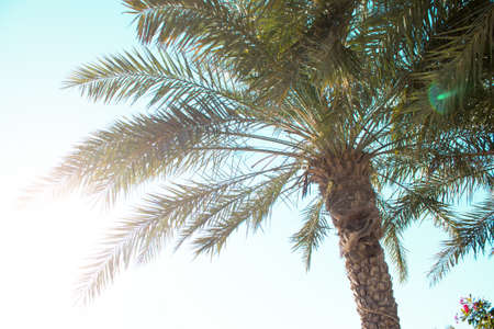Desert palm against the blue sky, summer, beach vacation. United Arab Emirates. の写真素材