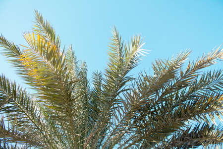 Desert palm against the blue sky, summer, beach vacation. United Arab Emirates. Space for your text.の写真素材