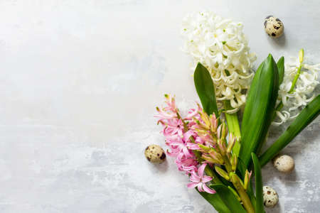 White and pink hyacinth floral, spring flowers background. Top view flat lay background. Easter concept.の写真素材