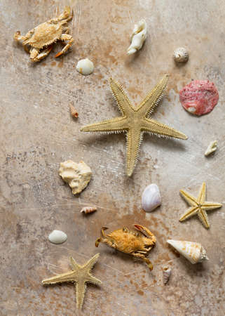 Seashells and starfish border on stone background or slate with copy space. Sea summer vacation background. Top view flat lay background. の写真素材