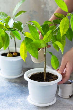 Watering plants, caring for houseplants. Avocado tree and orange tree grown at home, tropical houseplants. の写真素材