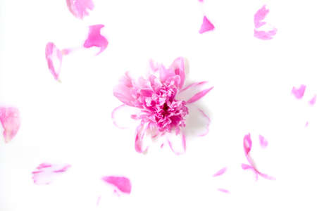 Flowers and milk. Bath Pink peony flower in milk. The concept of tender beauty, purity, freshness, naturalness. の写真素材