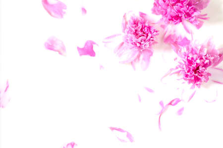 Flowers and milk. Bath Pink peony flower in milk. The concept of tender beauty, purity, freshness,...