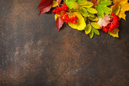 Seasonal background. Autumn background with maple leaves and berries on a dark slate background. Top...