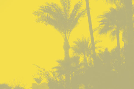 Sunset view, panorama landscape nature. Illuminating Yellow and Ultimate Gray Color of the year...